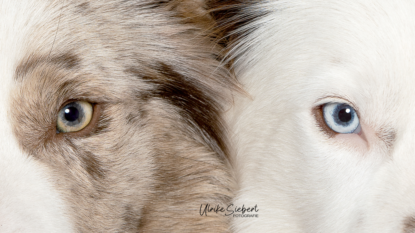 Border Collies