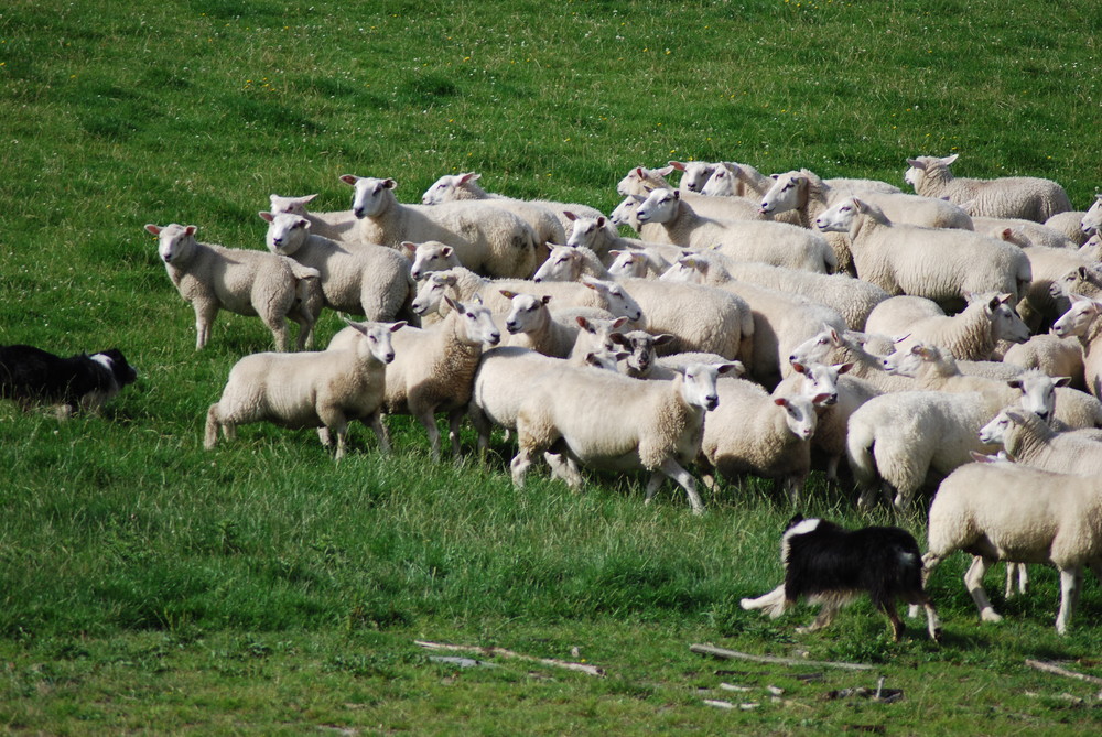 Border Collies bei der Arbeit