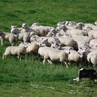 Border Collies bei der Arbeit