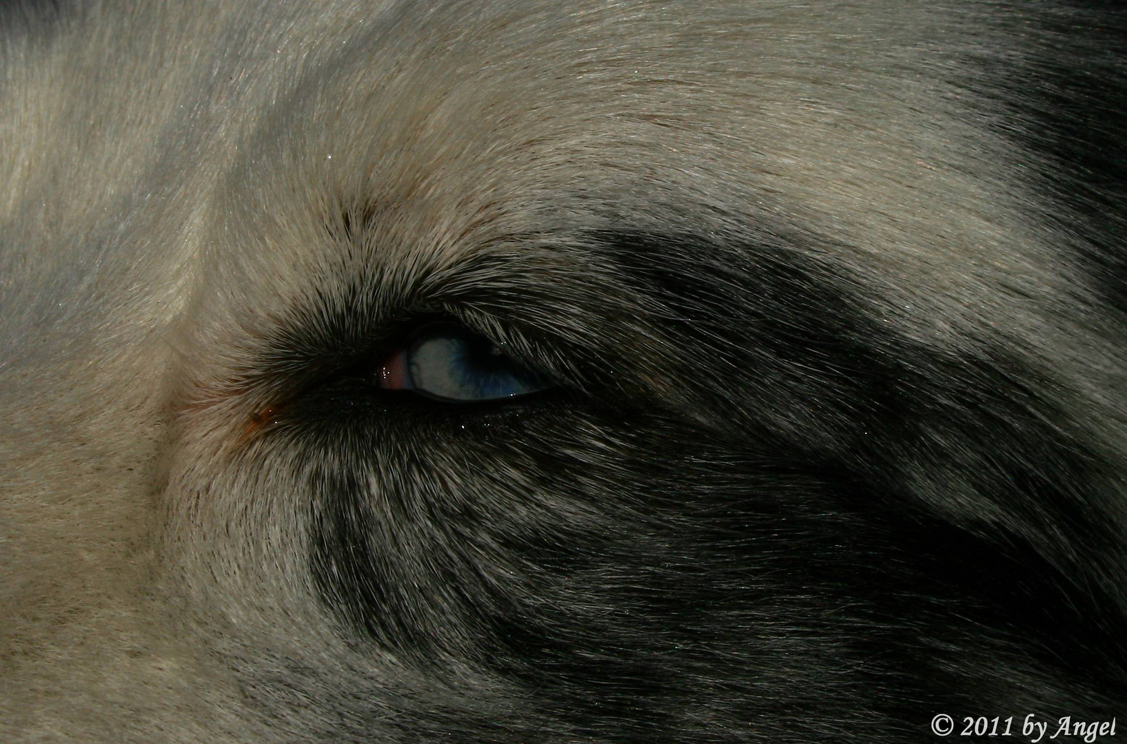 Border Collie´s blaues Auge...