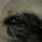 Border Collie´s blaues Auge...