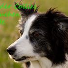 Border Collies brauchen Hilfe