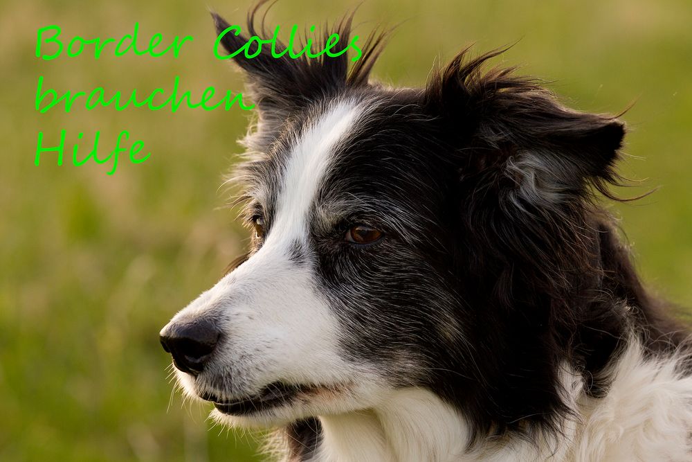 Border Collies brauchen Hilfe