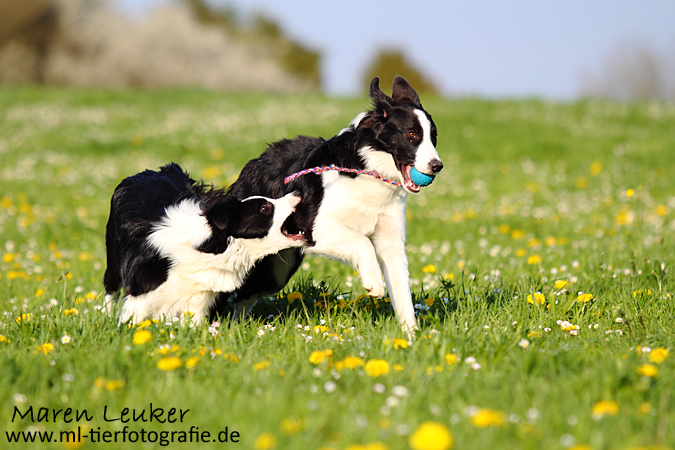 Border Collies