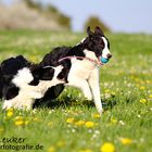 Border Collies