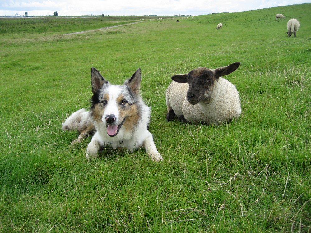 Border Collies unter sich