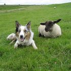 Border Collies unter sich