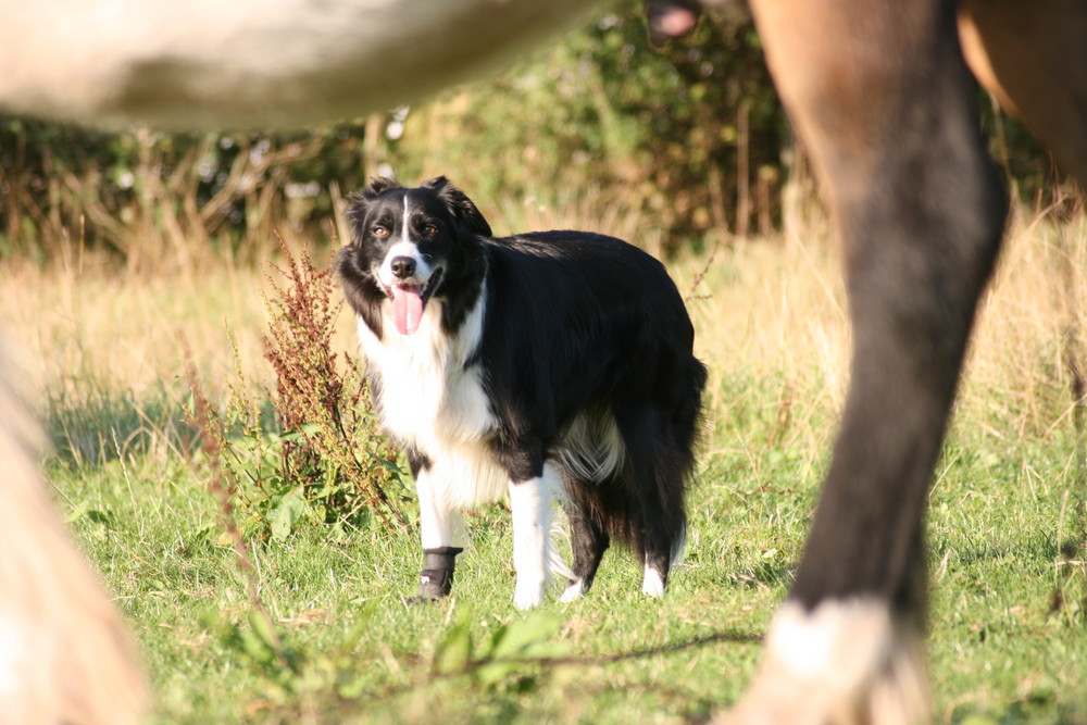 Border durchs Pferd fotografiert