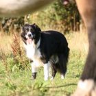 Border durchs Pferd fotografiert