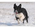 Border im Schnee von Paddy O`Brien