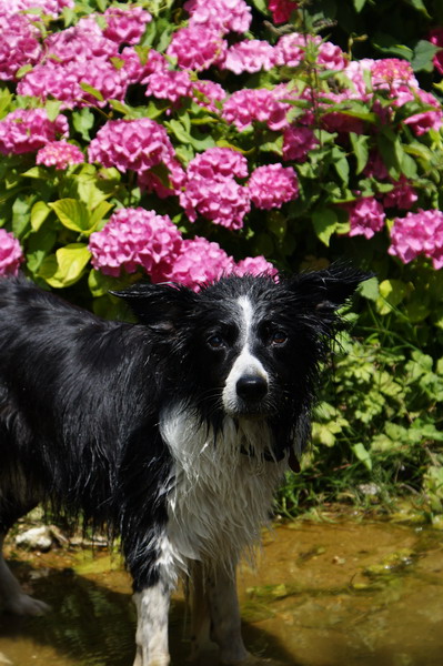 Border im Wasser