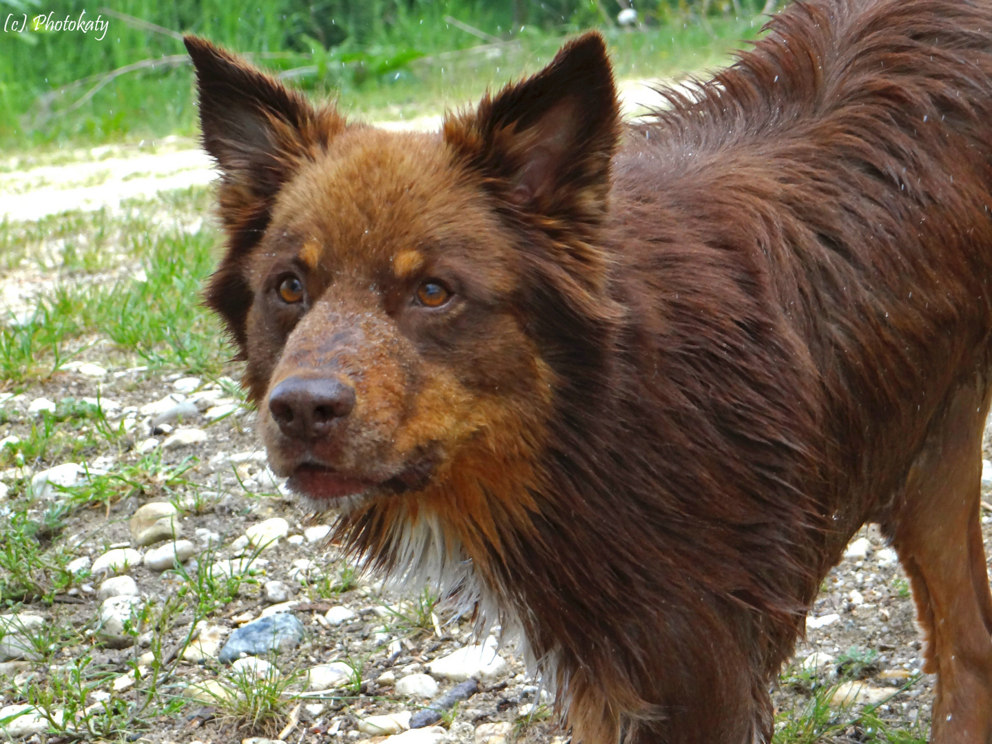 Border oder Aussie?