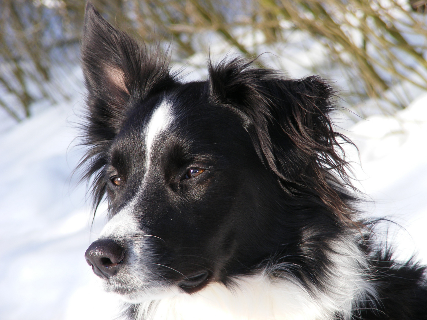 Border Portrait