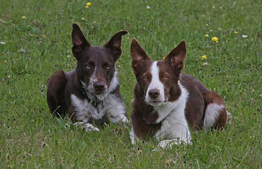 Border-Portrait