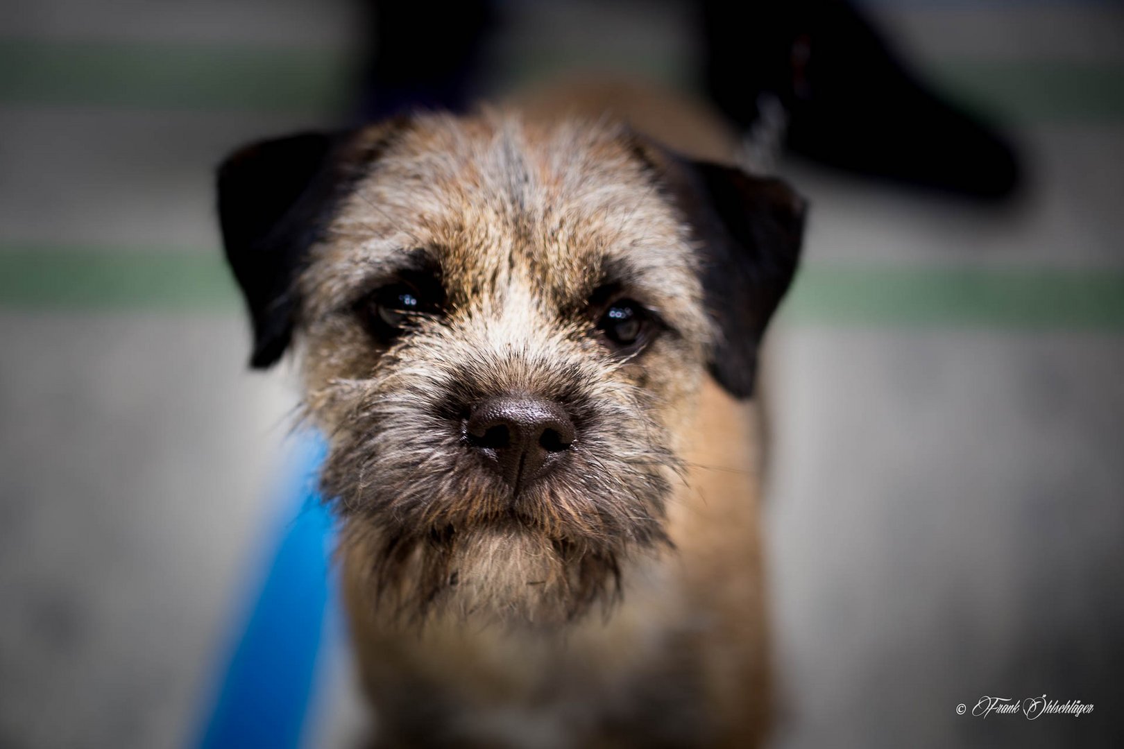 Border Terrier