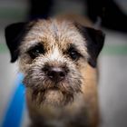 Border Terrier