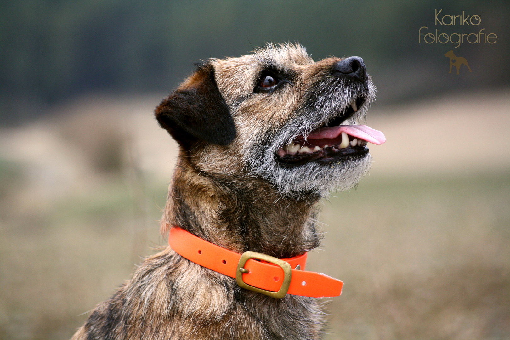 Border Terrier