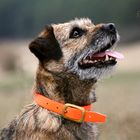 Border Terrier