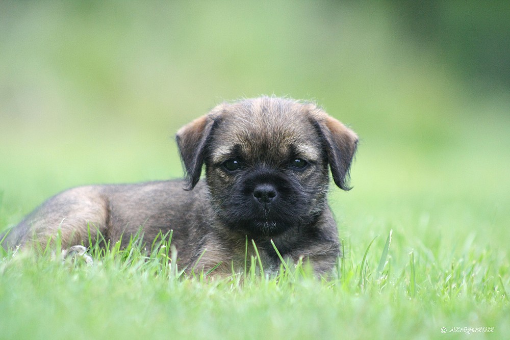Border Terrier Foto & Bild tiere, haustiere, hunde Bilder auf