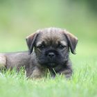 Border Terrier