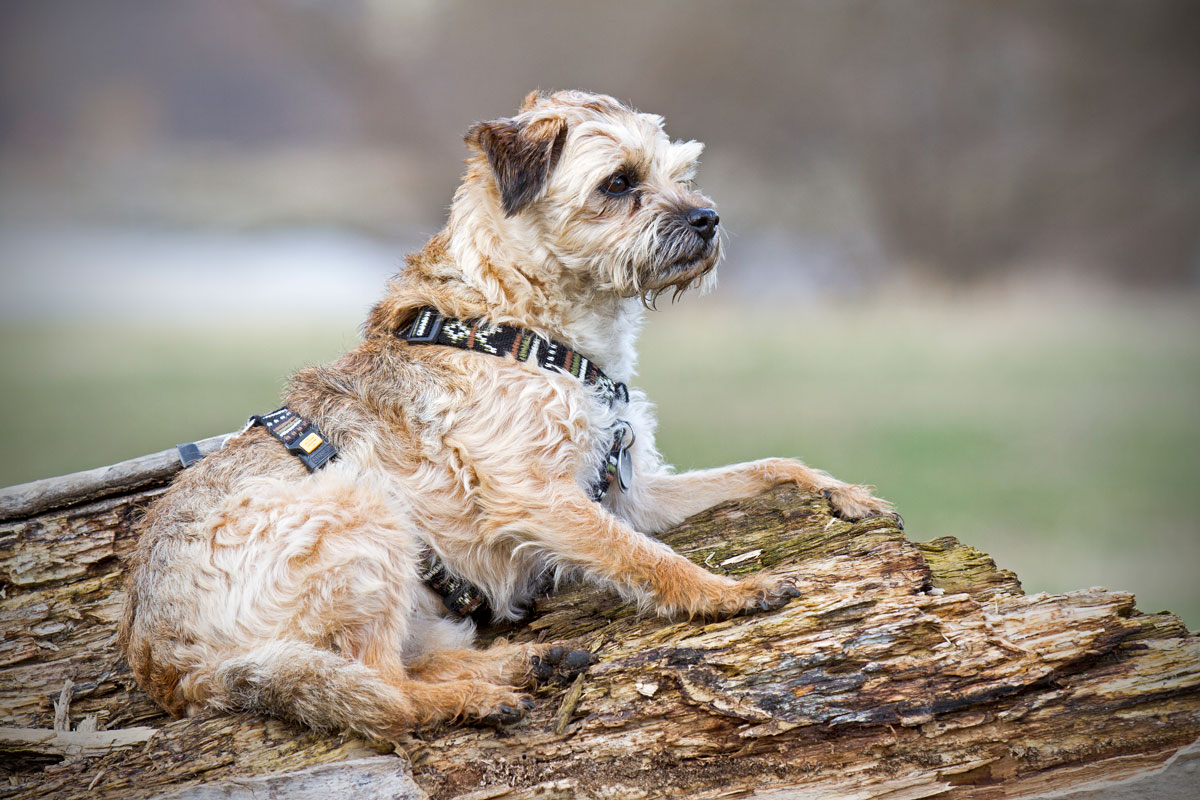 Border Terrier