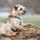 Border Terrier