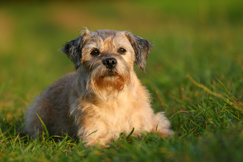 Border Terrier