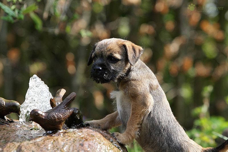 Border Terrier