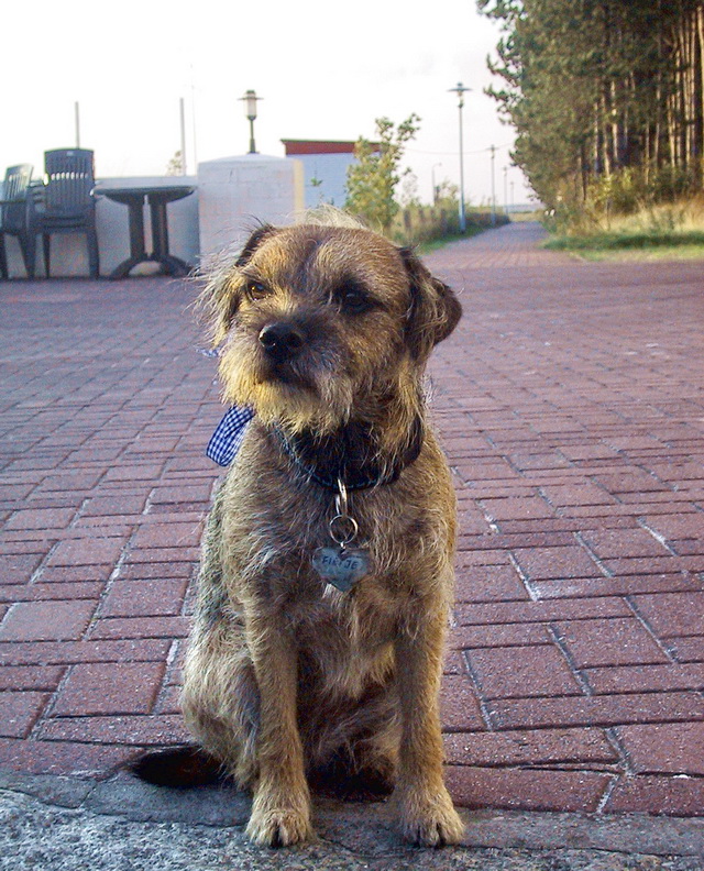 Border-Terrier Fietje ganz typisch