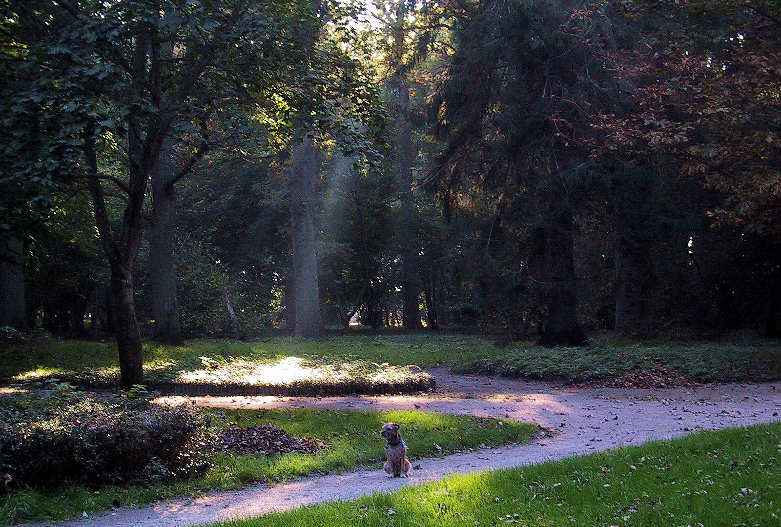 Border-Terrier Fietje im Park von Breege / Rügen