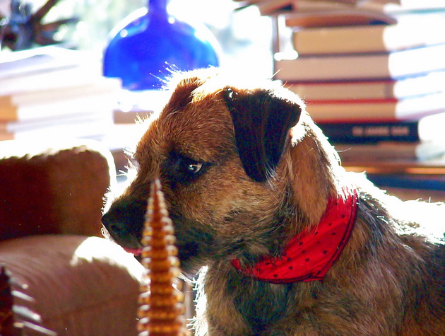 Border - Terrier Fietje immer mitten drin