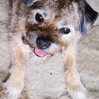 Border Terrier Inky