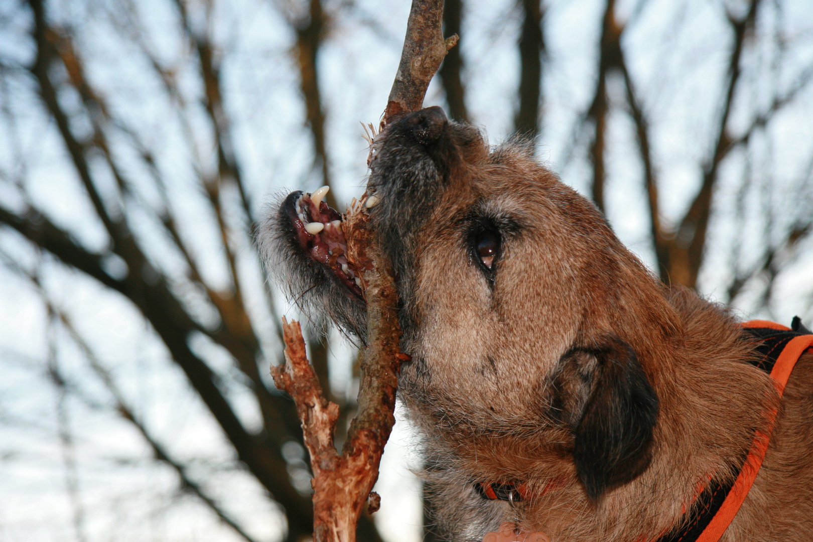 Border Terrier mit "Stöckchen"