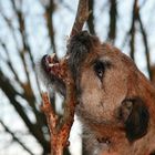 Border Terrier mit "Stöckchen"