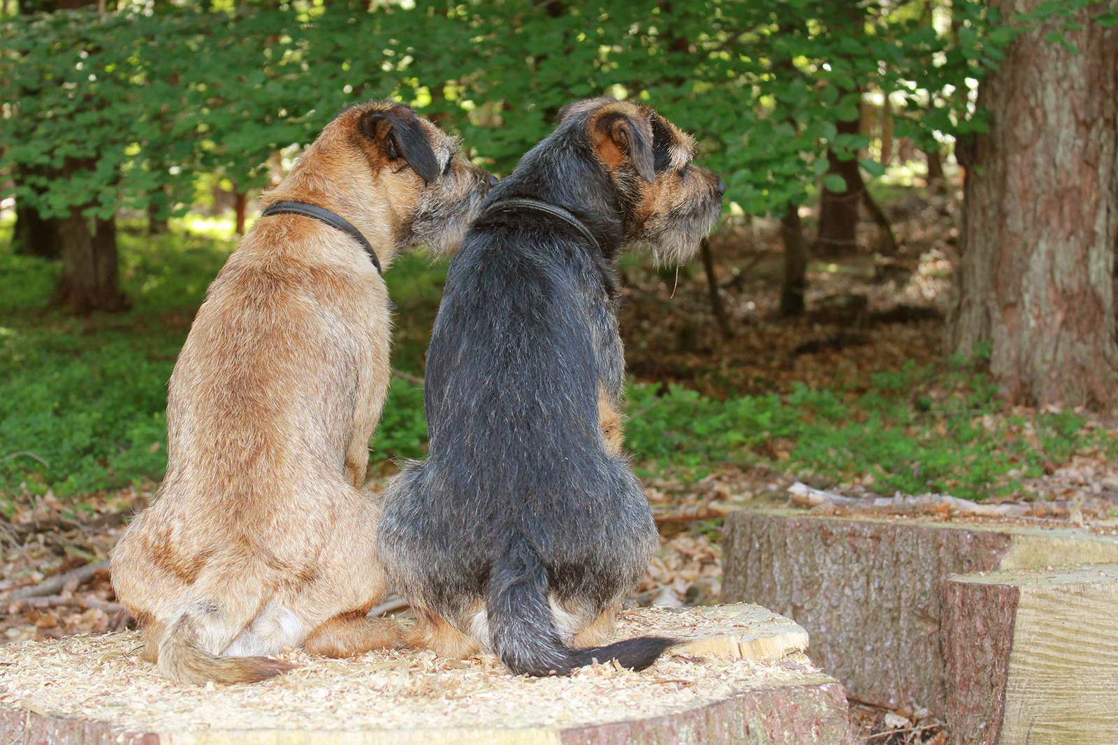 Border Terrier - Rückansicht