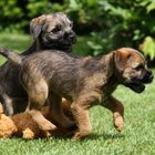Border Terrier Welpen 9 Wochen alt