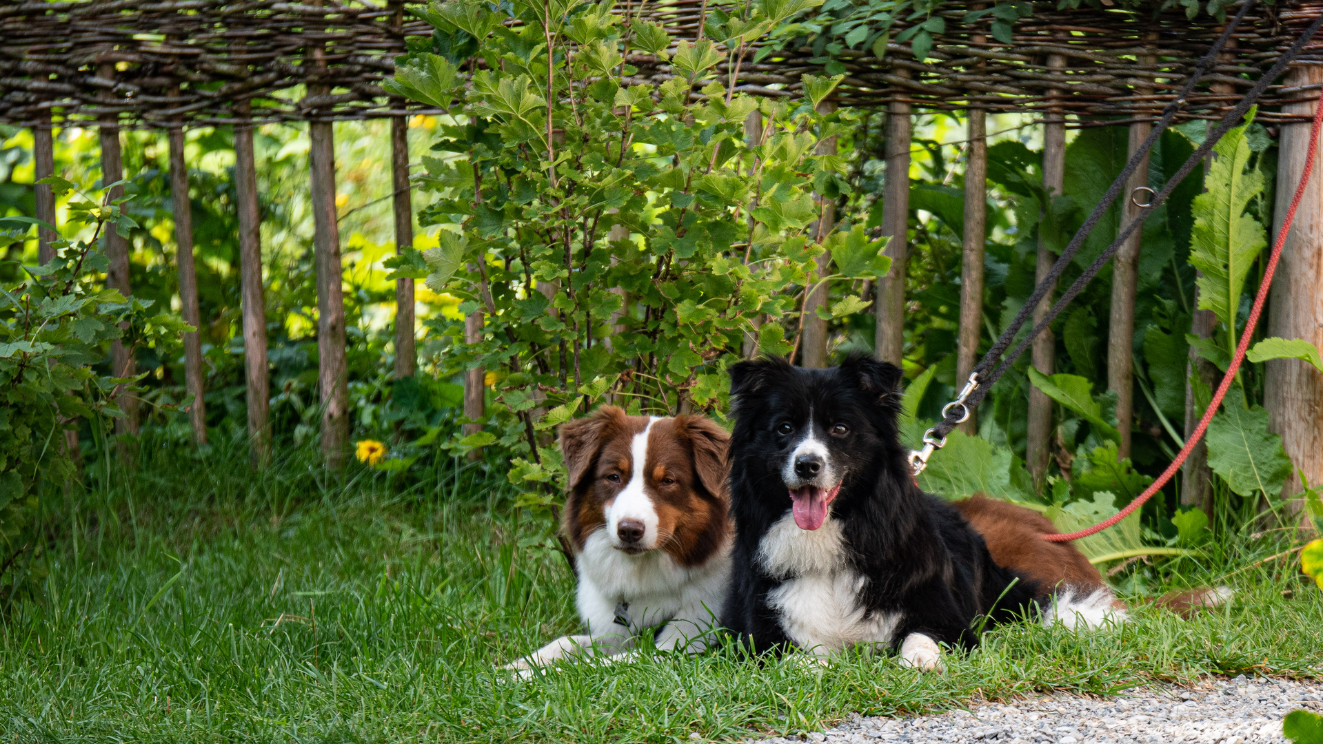 Border und Aussie