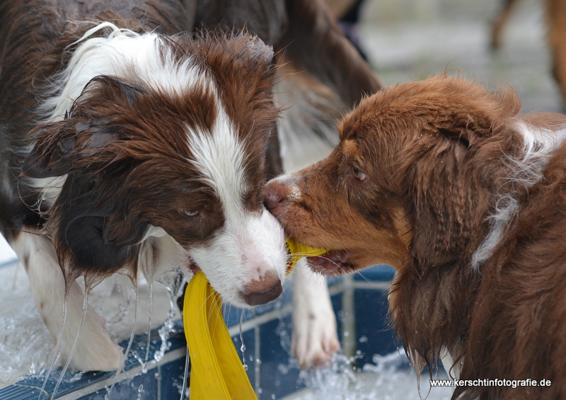 Border und Aussie