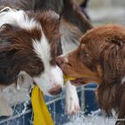 Border und Aussie