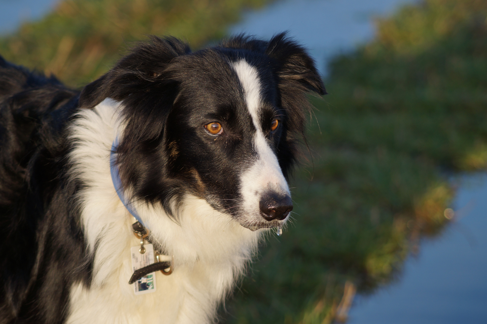 Bordercollie