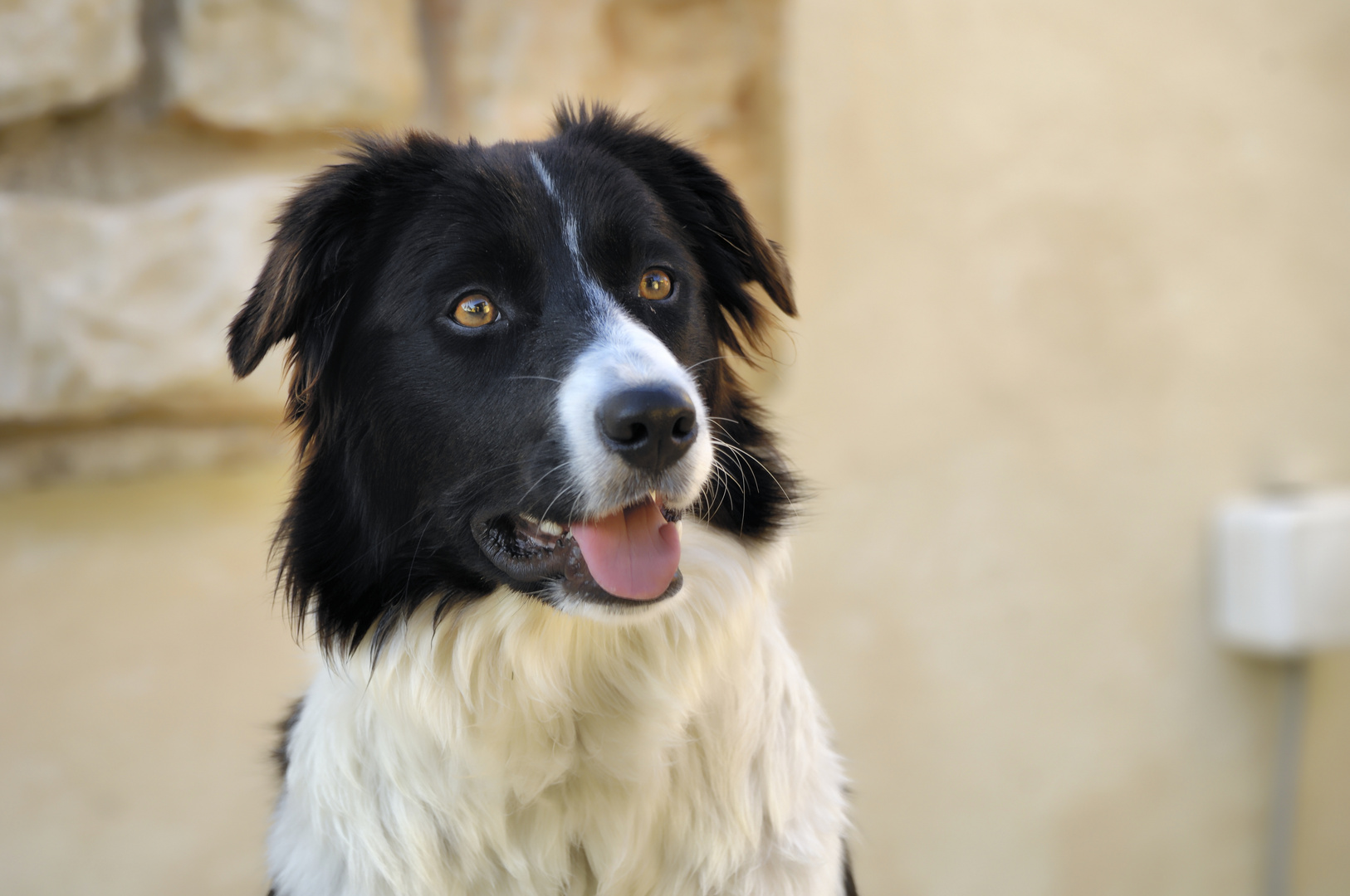 Bordercollie