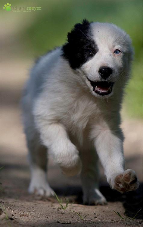 Bordercollie