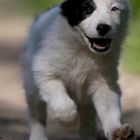 Bordercollie