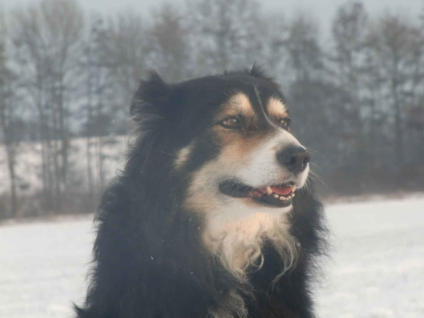 Bordercollie