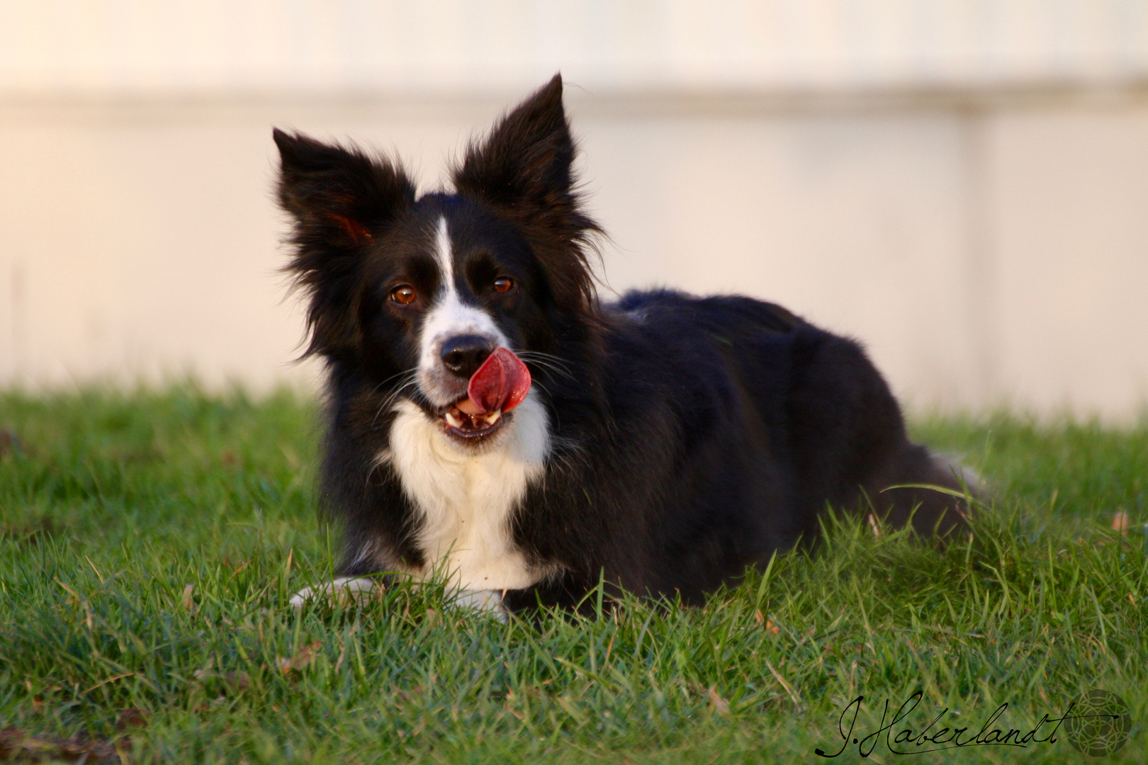 Bordercollie