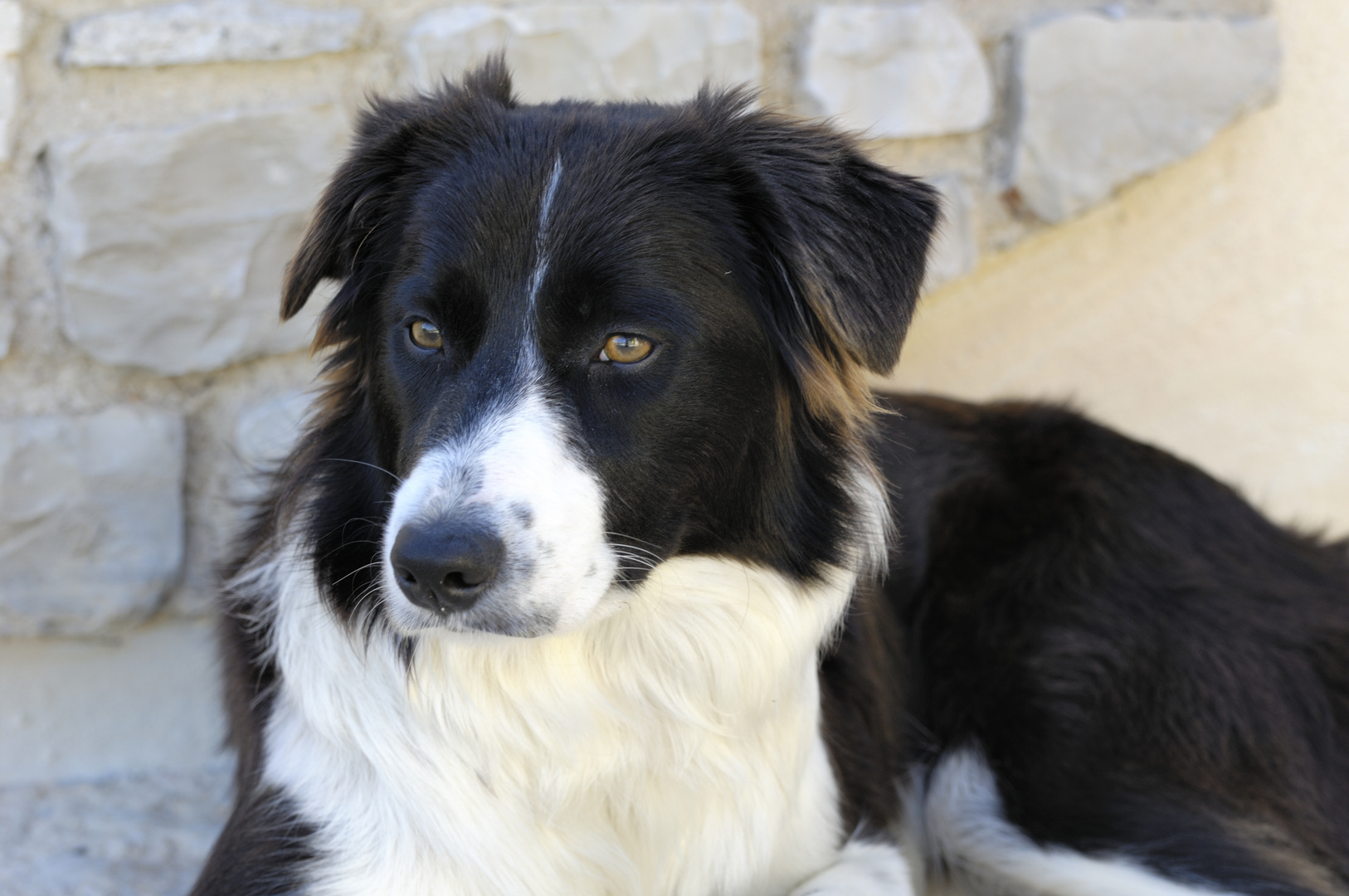 Bordercollie