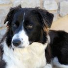 Bordercollie