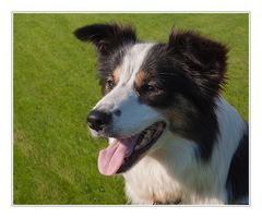 Bordercollie