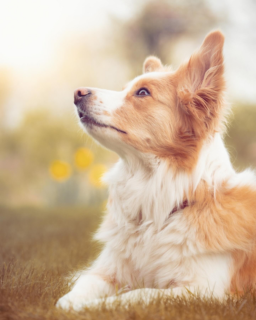 BorderCollie