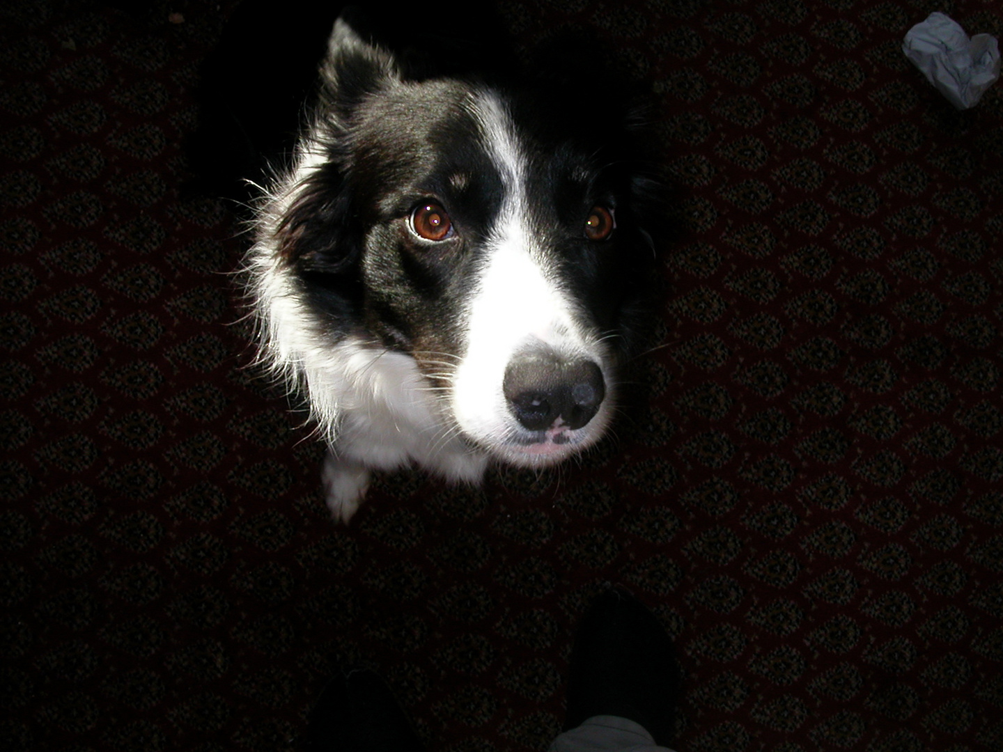 Bordercollie